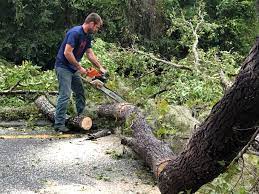 Best Emergency Tree Removal  in Fort Davis, TX
