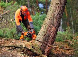 How Our Tree Care Process Works  in  Fort Davis, TX