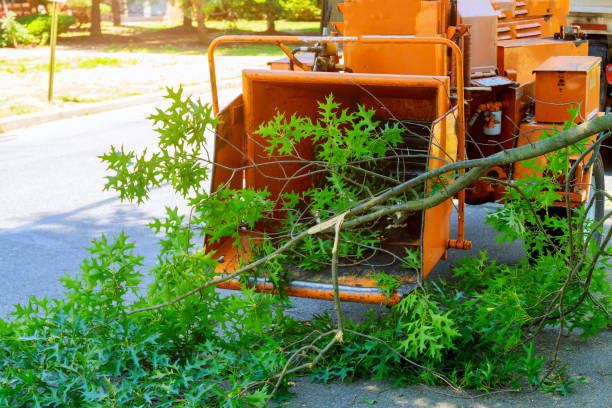 Best Tree Mulching  in Fort Davis, TX