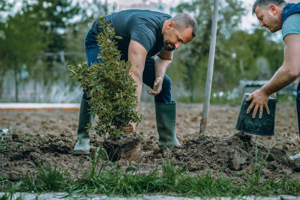 Best Tree and Shrub Care  in Fort Davis, TX