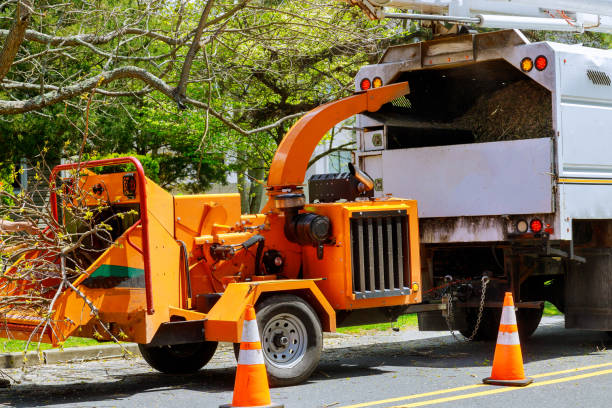 How Our Tree Care Process Works  in  Fort Davis, TX